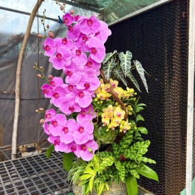 Hồ điệp tím lục bình phối cảnh 14/04/2025