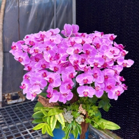 Hồ điệp tím nhụy đỏ mẫu 18/04/2025