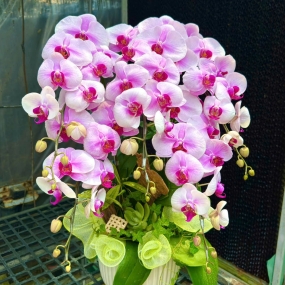 Hồ điệp hồng mỹ nhân 18/04/2025| HỒ ĐIỆP HỒNG MỸ NHÂN SÀI GÒN