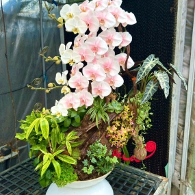 Hồ điệp trắng tiểu cảnh lũa 18/04/25