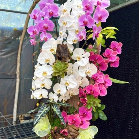 Hồ điệp phối 3 màu trắng hồng tím 18/04/2025