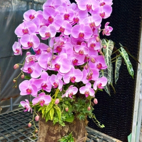 Hồ điệp tím lục bình tiểu cảnh 18/04/25