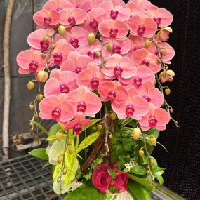 Hồ điệp cam sọc mẫu 18/04/2025