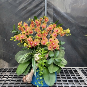 Hồ điệp mini ngày 18/05/25