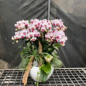 Hồ điệp mini hồng mẫu 18/05/25