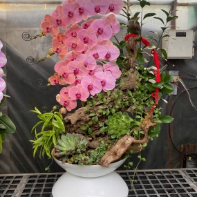 Hồ điệp ghép lũa 18/05/25