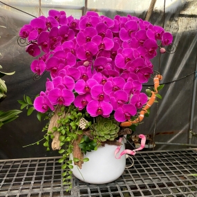 Hồ điệp tím full hoa 18/05/25