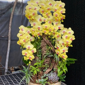 Hồ điệp vàng ghép lũa 18/05/25