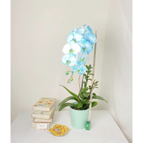 HỒ ĐIỆP NHUỘM XANH DƯƠNG NHÁNH ĐƠN