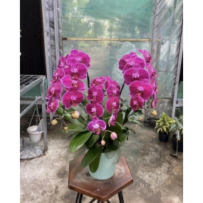 HỒ ĐIỆP TÍM ĐẬM 3 CÀNH ĐƠN