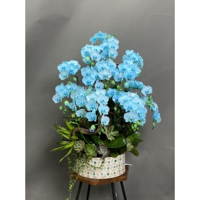 HỒ ĐIỆP MINI NHUỘM XANH 