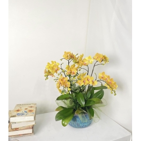 HỒ ĐIỆP MINI VÀNG