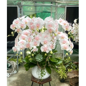 HỒ ĐIỆP NHUỘM NHỤY HỒNG 