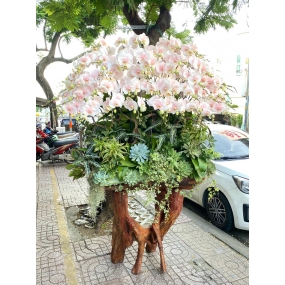 HỒ ĐIỆP NHUỘM NHỤY HỒNG PHỐI CÂY TIỂU CẢNH