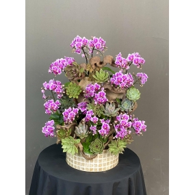 HỒ ĐIỆP MINI TÍM PHỐI SEN ĐÁ, LŨA