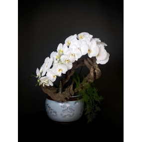 HỒ ĐIỆP HOA TRẮNG GHÉP LŨA 