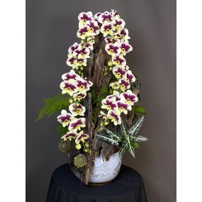 HỒ ĐIỆP MINI GHÉP LŨA