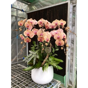 HỒ ĐIỆP SIZE TRUNG MÀU CAM