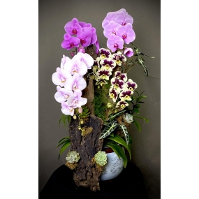 LAN HỒ ĐIỆP 4 MÀU GHÉP LŨA 