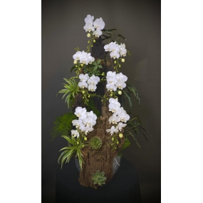 HỒ ĐIỆP TRẮNG GHÉP LŨA