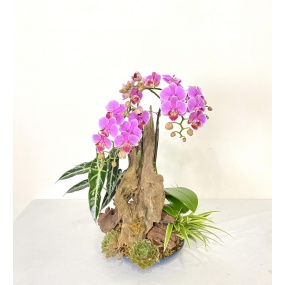 HỒ ĐIỆP TÍM MINI GHÉP LŨA