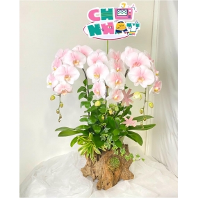 HỒ ĐIỆP CẮM TRÊN CHẬU LŨA