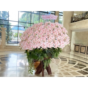 HỒ ĐIỆP NHUỘM HỒNG PHẤN 