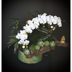 HỒ ĐIỆP TRẮNG MINI GHÉP LŨA TIỂU CẢNH