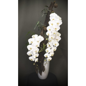 HOA LAN HỒ ĐIỆP TRẮNG GHÉP LŨA (2 CÀNH) 