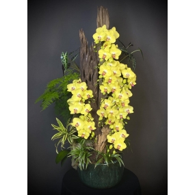 HỒ ĐIỆP VÀNG MINI GHÉP LŨA 