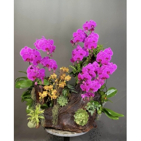 HỒ ĐIỆP TÍM, VÀNG GHÉP LŨA 