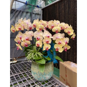 HỒ ĐIỆP VÀNG VIP