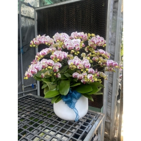 HỒ ĐIỆP MINI TRẮNG ĐIỂM TÍM