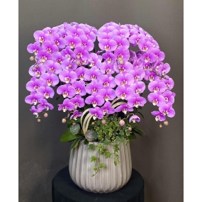 HỒ ĐIỆP HỒNG ANNA