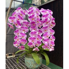 HỒ ĐIỆP NHUỘM TÍM BẢN ĐỒ