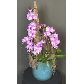 HỒ ĐIỆP TÍM MINI GHÉP LŨA CÂY TIỂU CẢNH