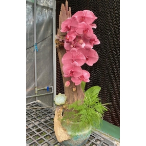 HỒ ĐIỆP NHUỘM HỒNG PASTEL