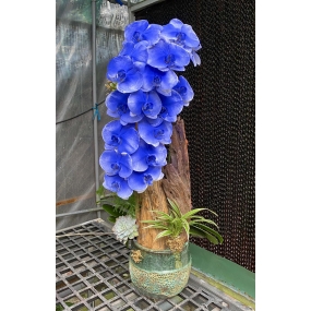 HỒ ĐIỆP NHUỘM MÀU XANH GHÉP LŨA 