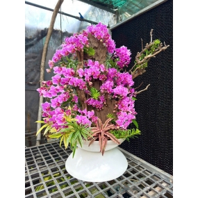 Hồ điệp trắng, vàng, mini ghép lũa 20/05/2025