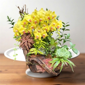 Hồ điệp tiểu cảnh 27/05/2025