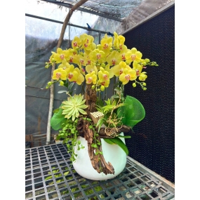 Hồ điệp mimi vàng ghép lũa 6/6/25