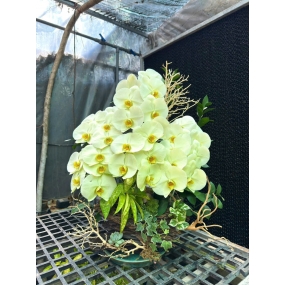 Hồ điệp xanh vàng sale 6/6/25