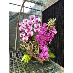 Hồ điệp tím 2 màu sale 6/6/25