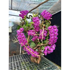 Hồ điệp tím ghép lũa sale 6/6/25