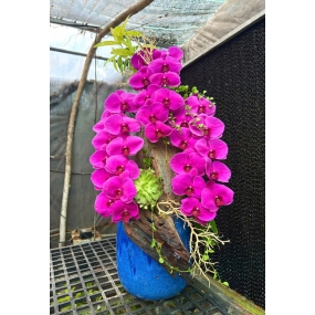 Hồ điệp tím ghép lũa sale 6/6/25