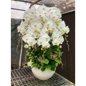 Chậu Hồ điệp trắng 11 cành size đại | ĐẶT HOA HỒ ĐIỆP SÀI GÒN 