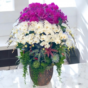 Chậu hồ điệp tím, trắng dùng trong tiệc, hội nghị 