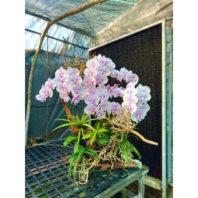 Hồ điệp hồng trắng phối với cỏ lan chi và lũa gỗ  I HỒ ĐIỆP SÀI GÒN 