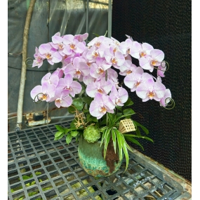 Hồ điệp tím chậu sứ tròn phối sen đá, cỏ lan chi, nan tre