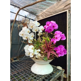 3 cành hồ điệp trắng phối 3 cành hồ điệp tím, cùng với lũa và dứa hồng phụng 